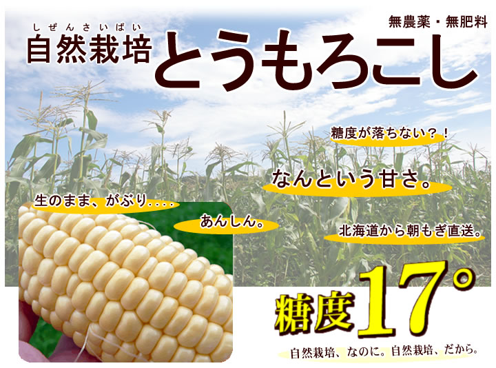 自然栽培とうもろこし とうもろこし自然栽培無農薬トウモロコシとうきび