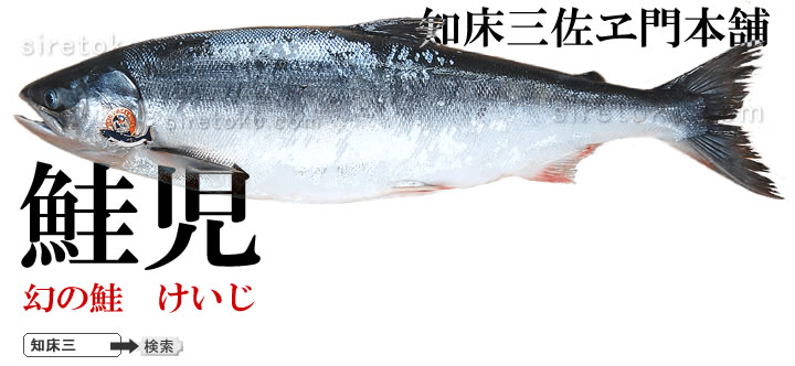 鮭児 ケイジ 北海道産地直送贈答ギフト販売 三佐ヱ門本舗