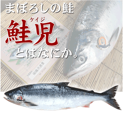 鮭児 ケイジ とは 北海道産地直送贈答ギフト販売 三佐ヱ門本舗