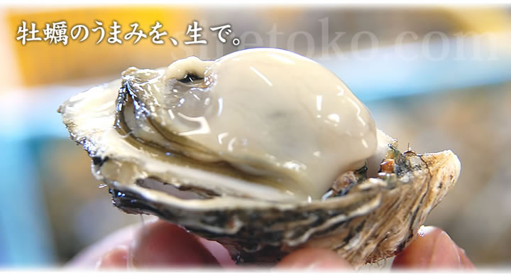 カキえもん 北の海の旨味を、贅沢にぜひ生で。