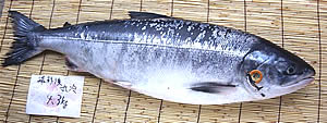 これが幻の鮭ケイジの正体?(笑)
