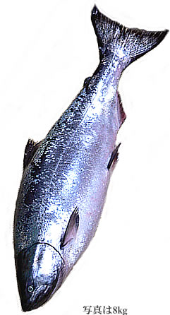 king salmon