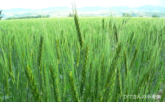 完全無農薬無肥料の小麦畑