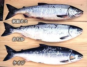 鮭児ひと汐切り身 北海道産地直送贈答ギフト販売 三佐ヱ門本舗