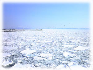 羅臼港の流氷
