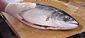 トキシラズ鮭
